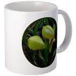 Darlingonia Californica/pitcher plant/cobra plant
