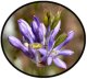 harvest lily/ (brodiaea elegans)